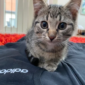 Kattunge - Säljer kattfan. 12 veckor gammal. Säljer den då den tagit sönder en påse med kreatin och spridit runt över hela golvet. Orkar inte med fanskapet!