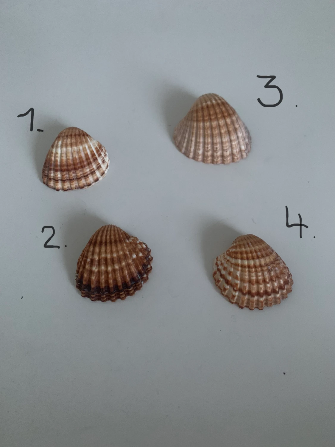 Snäckor/ dör du kan ha smycken 