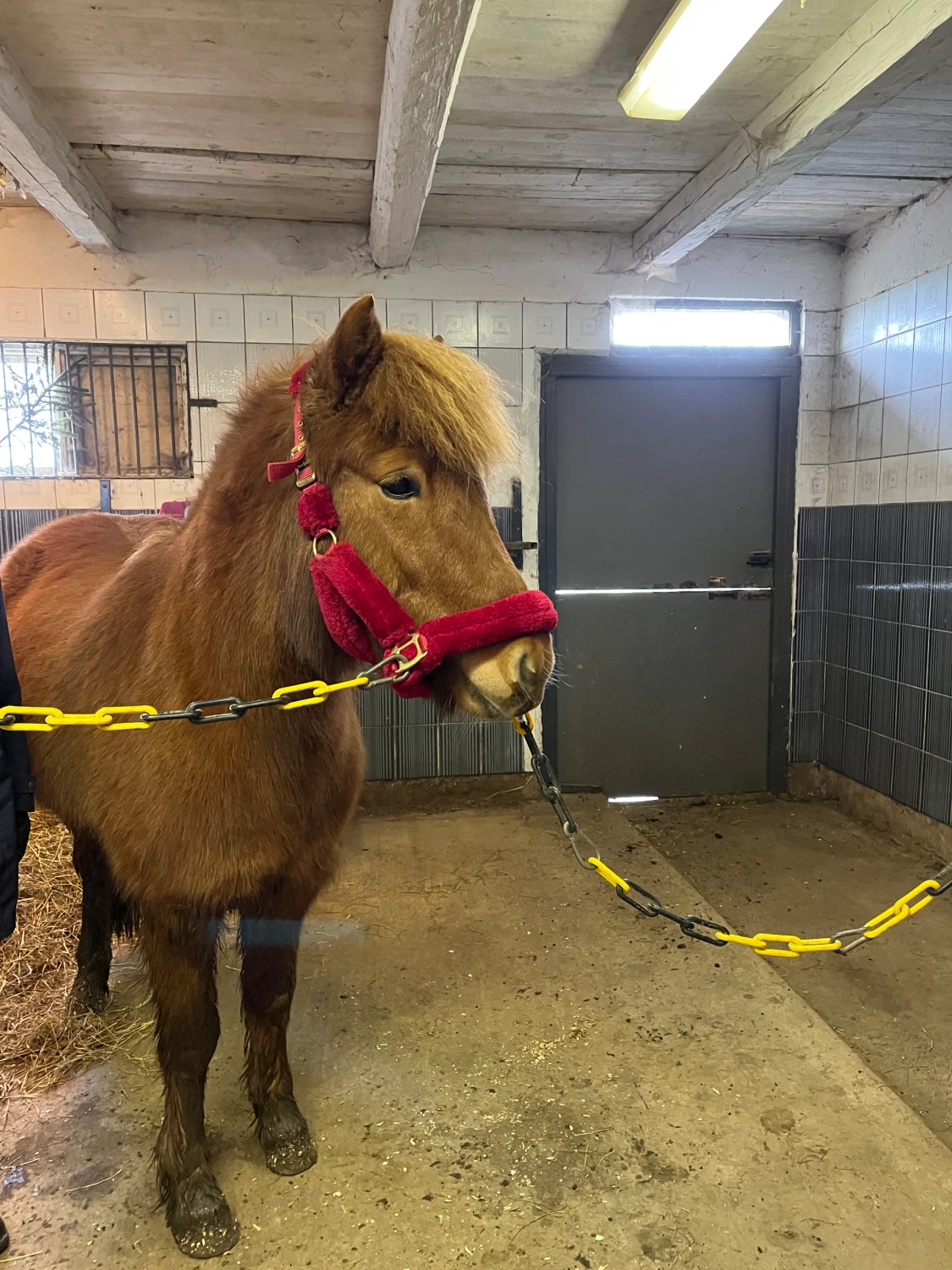 Säljer den röda + blåa grimman + fluffet