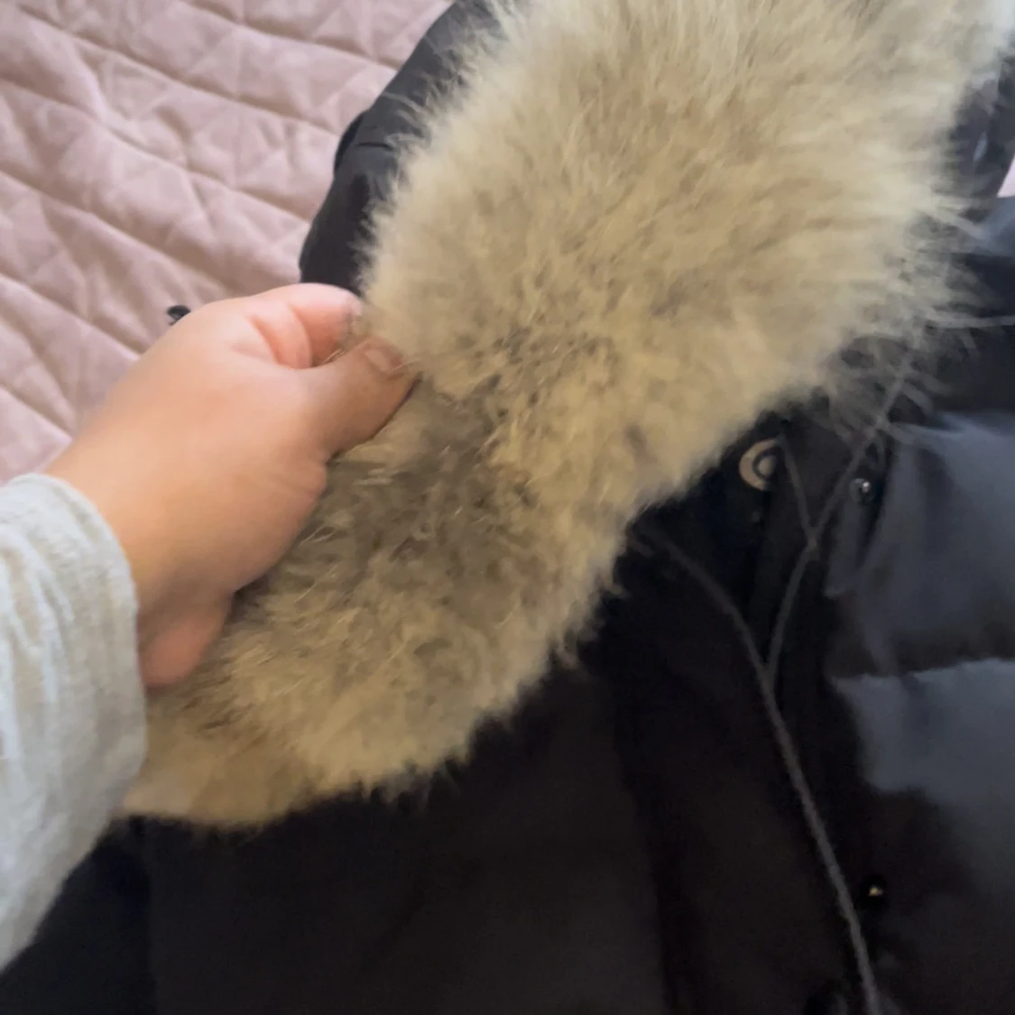 Canada goose - 91