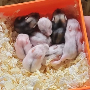 Hamster - Två veckor gammla 