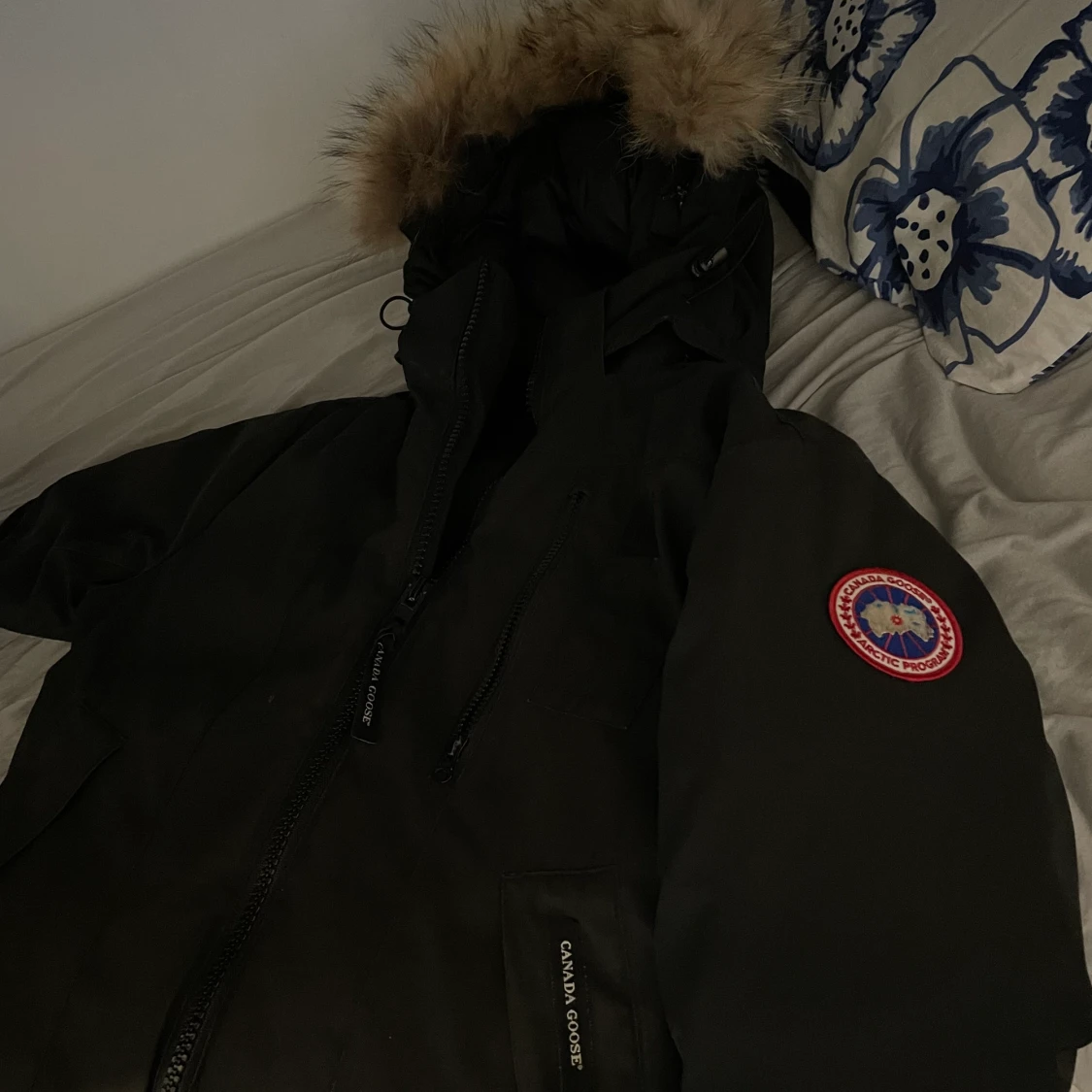 Canada goose