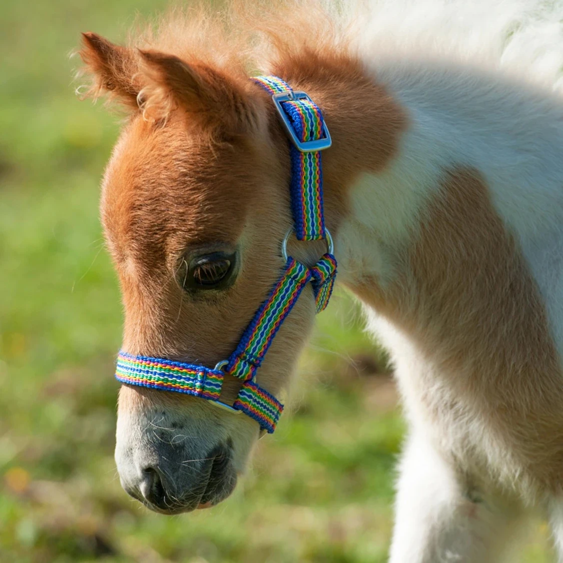 Grimma från hööks - 91