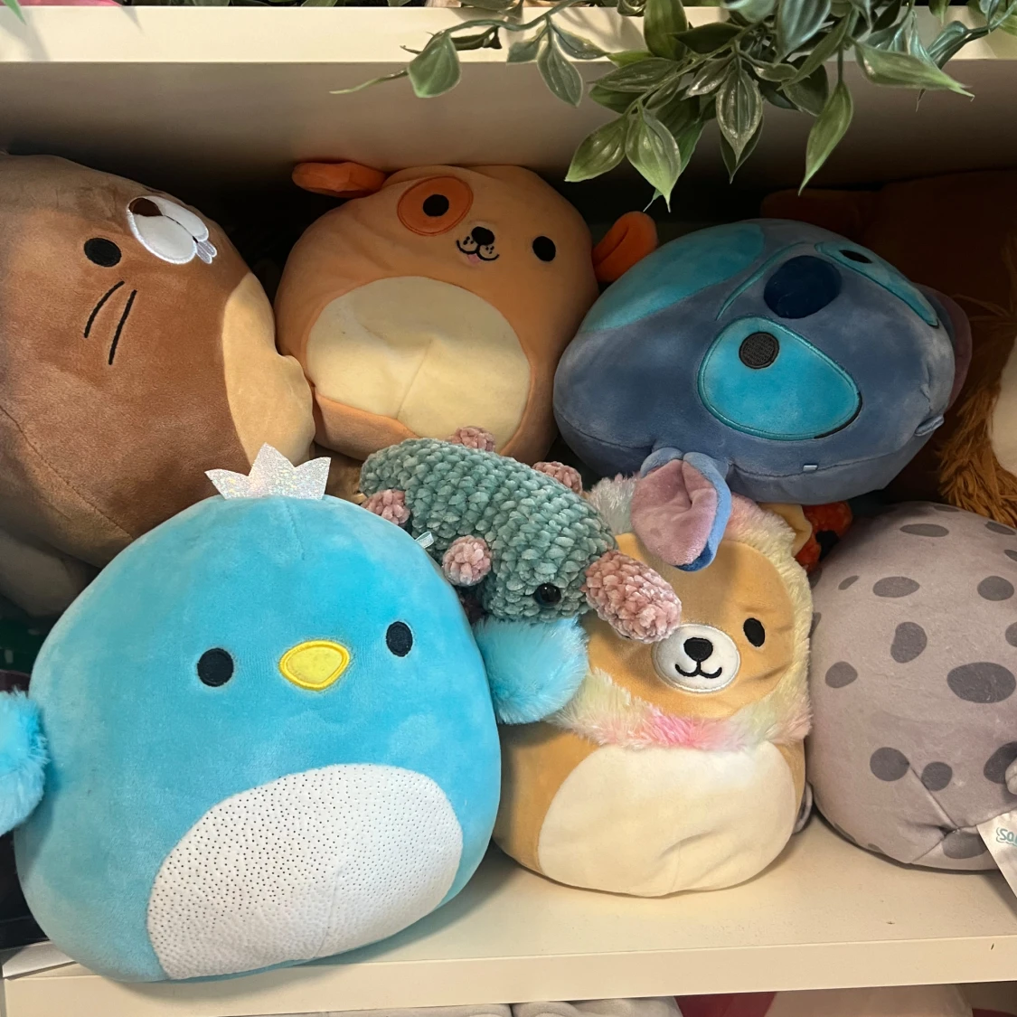 Squishmallow/squishmallows  - 4