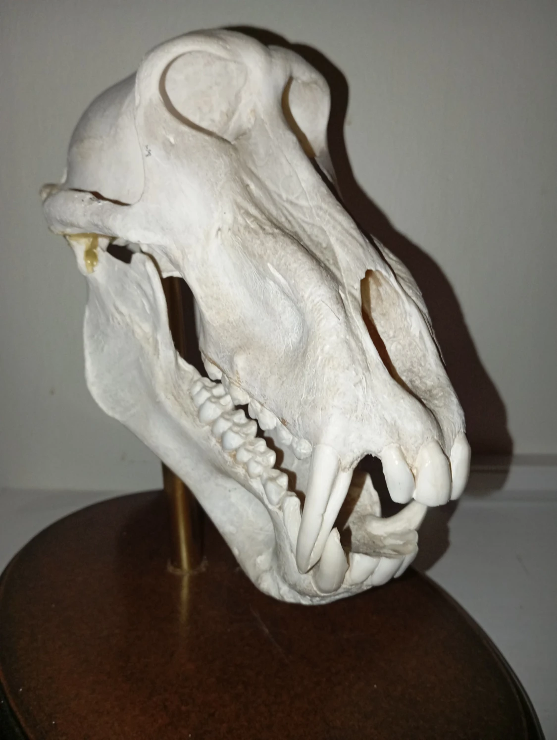 Jakttrofé Anubisbabian på träfot. 