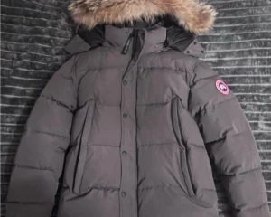 Canada Goose - Canada goose