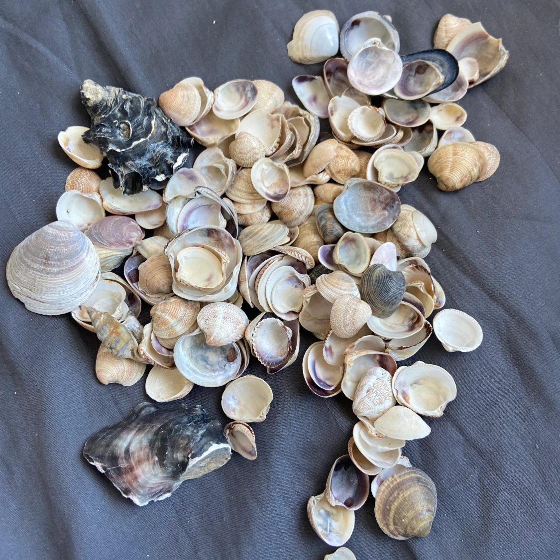 Egenplockqdr snäckor från Italien - 90