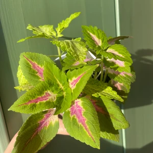 Palettblad, coleus 3 sorter  - Palettblad, coleus, 3 sticklingar, Ruby Road, River Walk, Trailing Queen. Ohyresfria, rotade, packas bra, pris 90 kr pp 27 (51 spårbart)