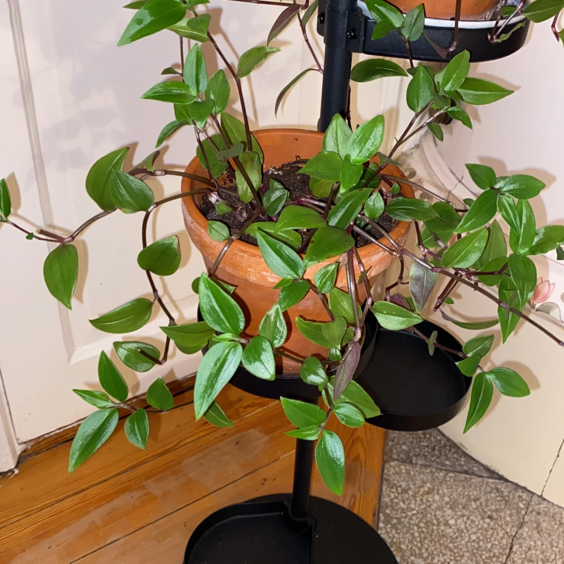 Sticklingar av mina växter!!