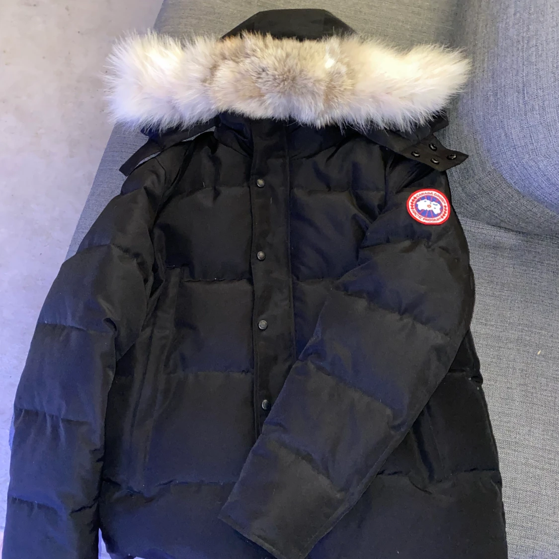 Canada goose