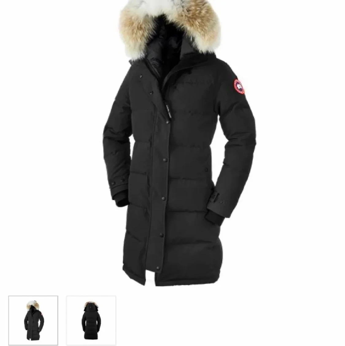 Canada goose