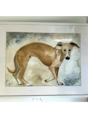 Akvarellmålning av vinthund, 83x63cm - Unik handmålad akvarellmålning föreställande en brun vinthund med vita tassar och svart nos. Tavlan har en ljus bakgrund med blågrå toner och är inramad i vit ram. Praktiska fästen för enkel upphängning på baksidan. Perfekt för dig som gillar hundar och konst. Målningen är signerad och daterad 2007. Mått: 83 cm x 63 cm. Mycket fint skick!
