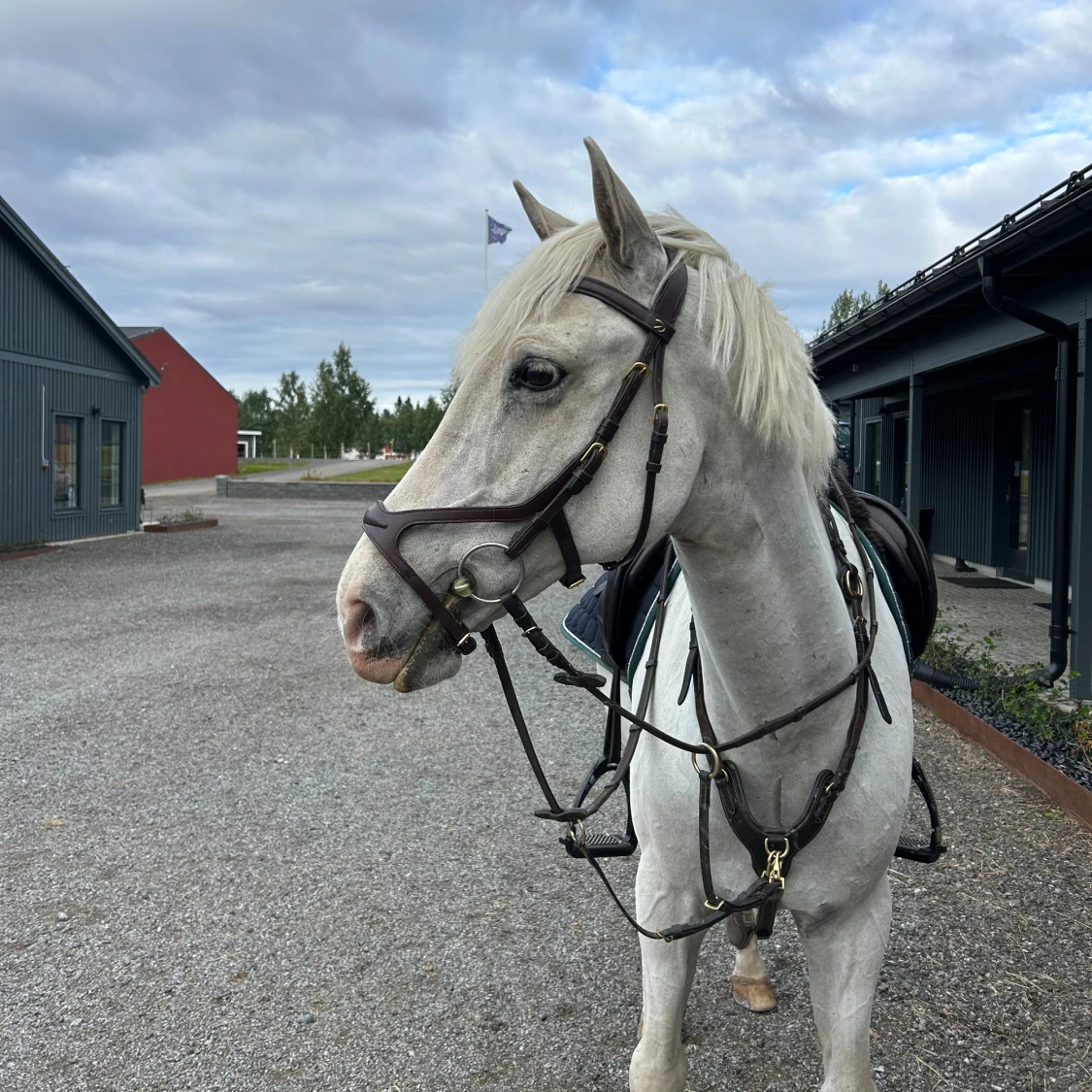 Brunt dyón träns tillsalu - 3