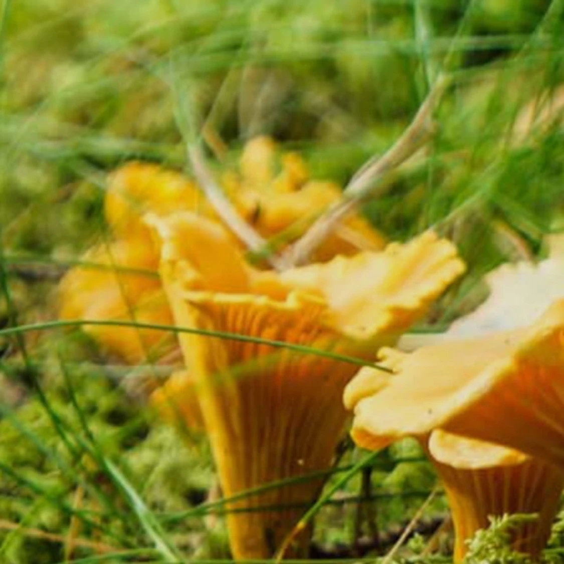 Kantareller i skogen