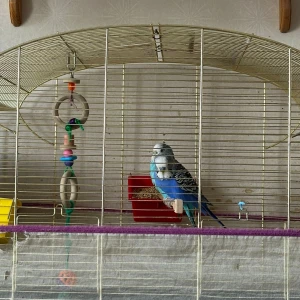 2 fåglar  - 2 fåglar en hona och en han med bur och allting i bilden kontakta om du vill ha mer information 