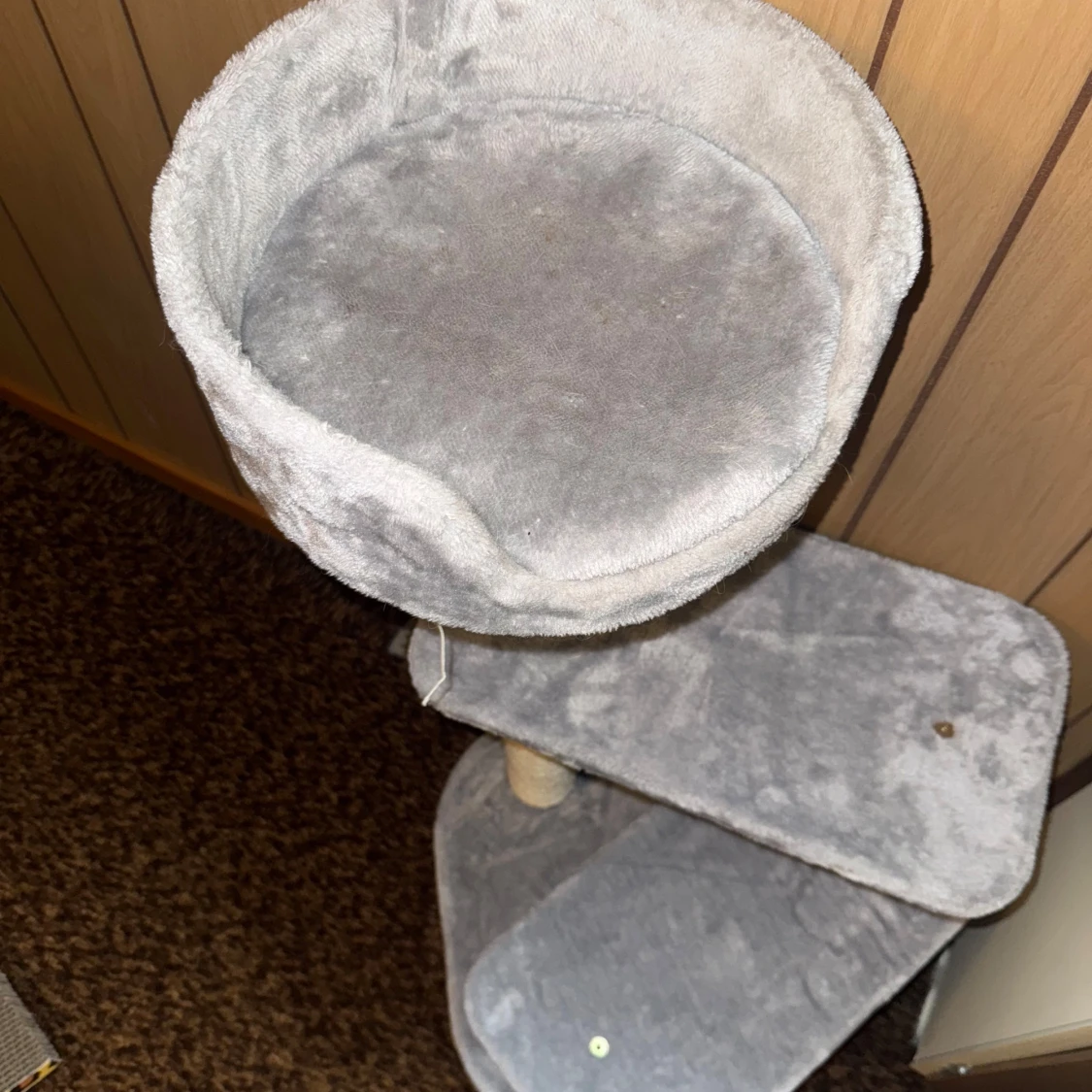 Klösträd katt  - 1