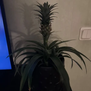 Ananas  - En riktig ananas 