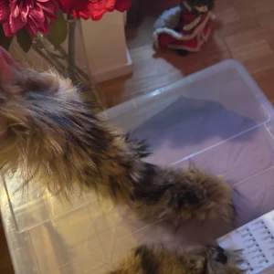 Fluffiga   pälsdetaljer till jackan - Säljer ett par superfluffiga  pälsdetaljer som man fäster på luvan av jackan . Perfekta för att hålla sig varm och snygg under kalla dagar. De har en naturlig brun färg med inslag av svart, vilket ger dem en lyxig look. Passar perfekt för höst och vinter. 🧤✨