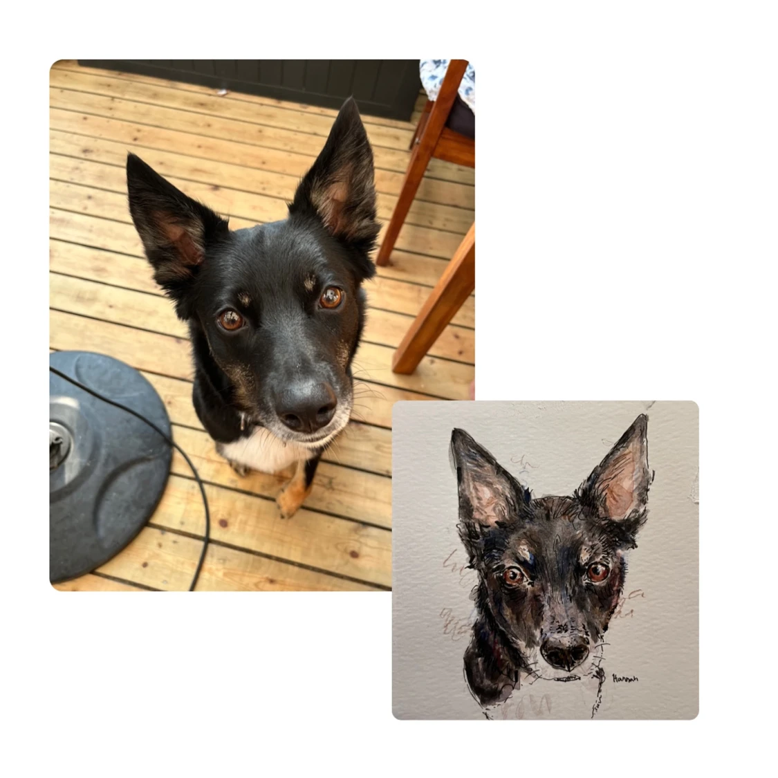 Husdjursporträtt - 90