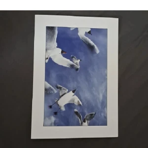 Vykort - Bild. Intressekoll 