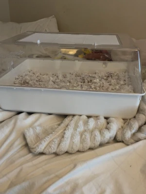 Vit hamsterbur - Säljer en vit smådjursbur med genomskinligt plastlock och ventilationsgaller på ovansidan. Perfekt för hamster, mus eller andra smådjur. Enkel att rengöra och flytta. Kan hämtas i Boden