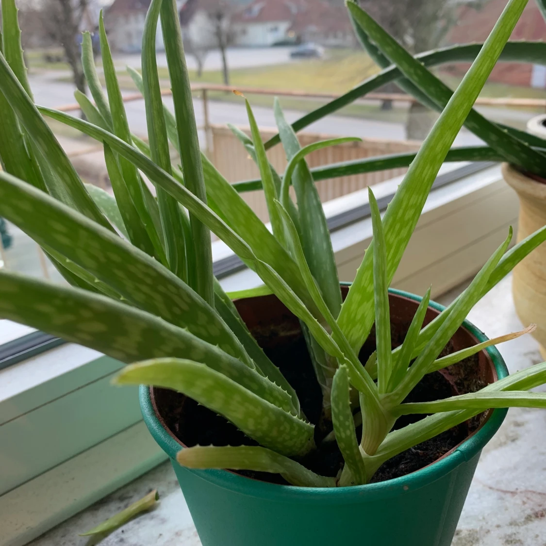 Aloe Vera planta