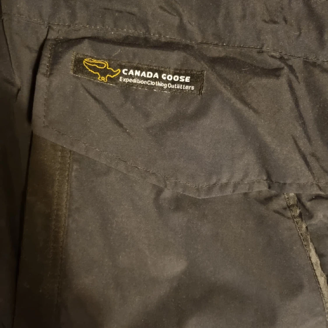 Canada goose - 91