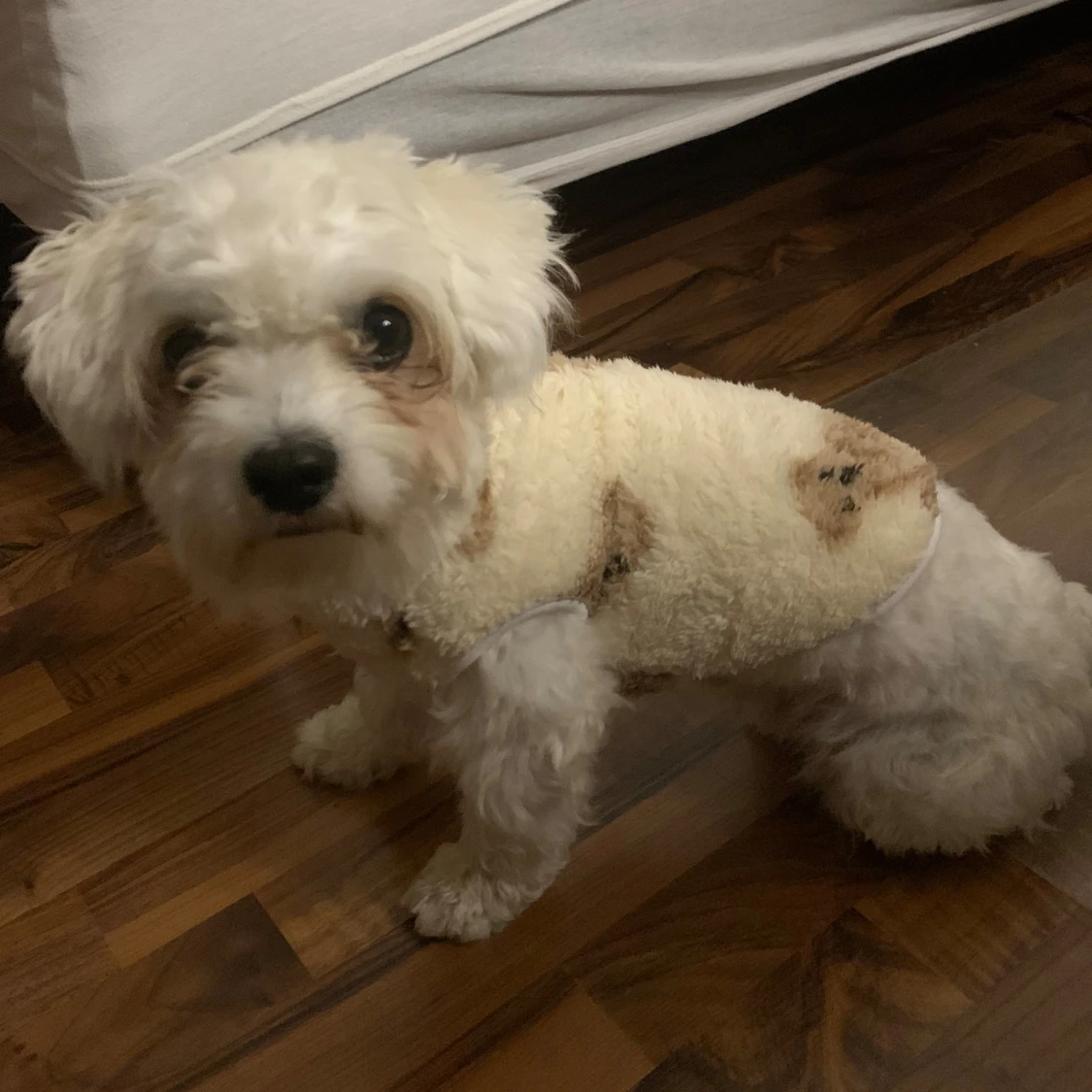 Hund väst/kofta nallebjörn