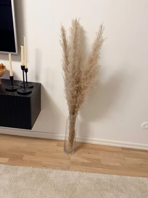 Pampasgräs i glasvas - Dekorativt pampasgräs i beige ton, placerat i en hög, cylinderformad glasvas. Pampasgräset har fluffiga vippor och ger ett stilrent och trendigt intryck till rummet. Perfekt som inredningsdetalj för att skapa en mysig känsla.
