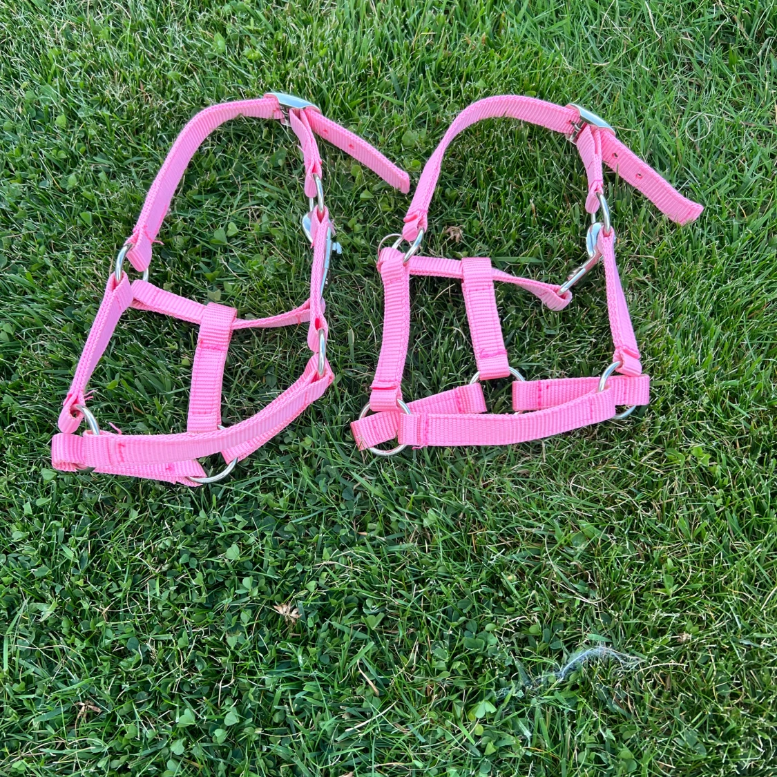 Två stycken rosa käpphästgrimmor.