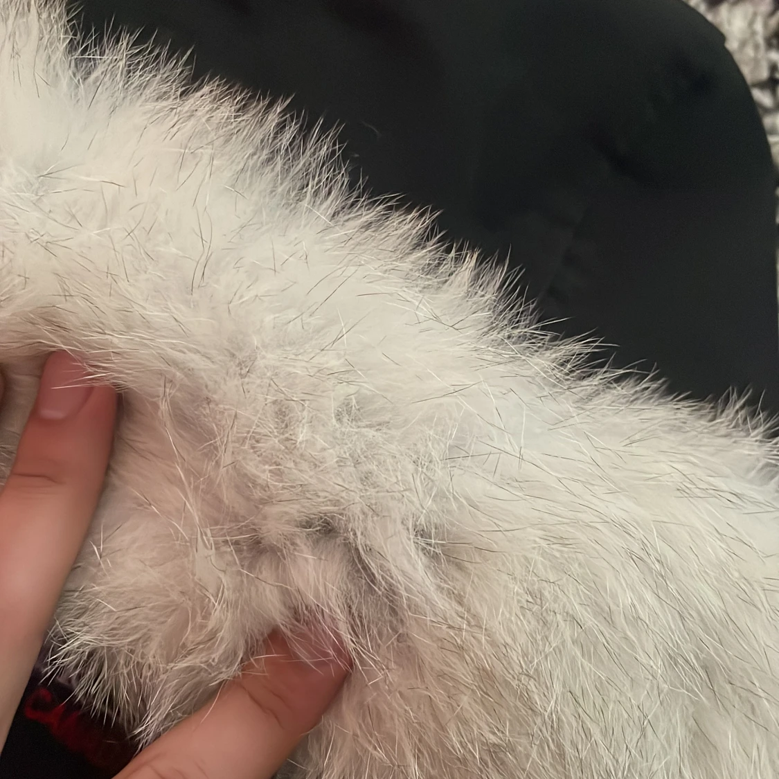 Svart vinterjacka från Moose Knuckles - 93