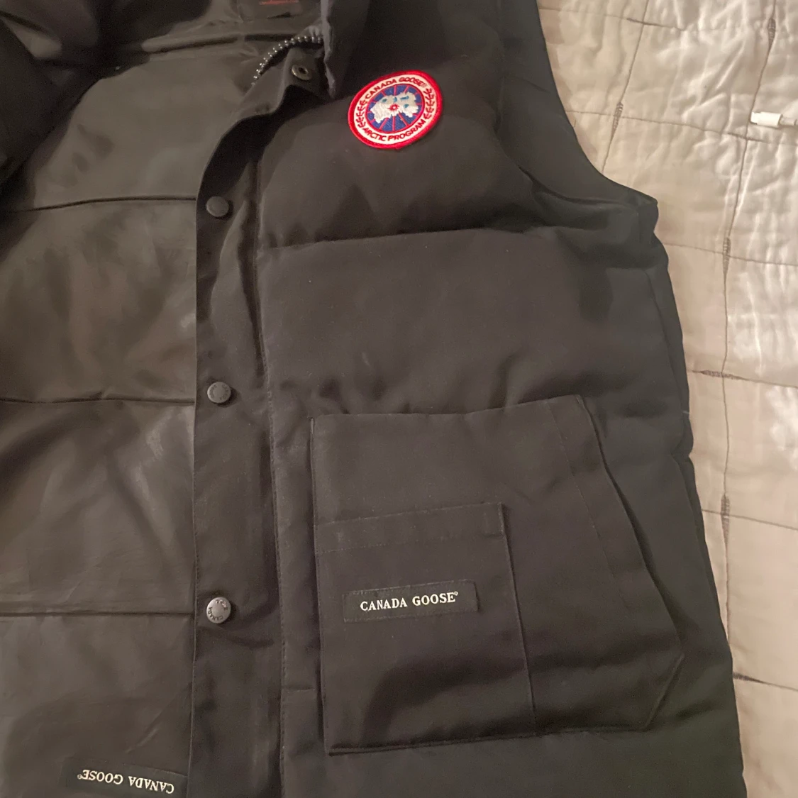 Canada goose - 91