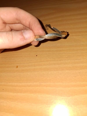 Tvinnat armband i guld och silver - Snyggt armband med tvinnad design i både guld- och silverfärg. Armbandet har en tunn och elegant form som ger en stilren look. Metallmaterial och enkel låsning gör det lätt att bära till olika outfits.