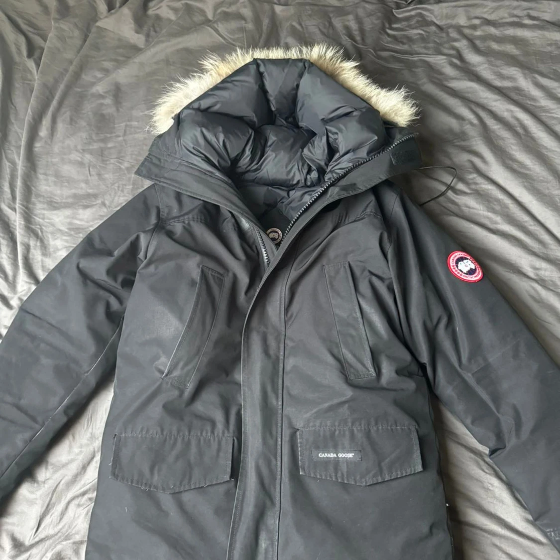 Canada goose 