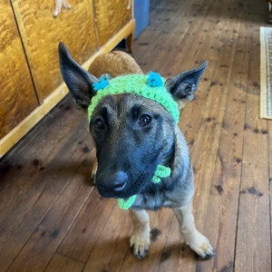 Virkad mössa för hundar  - Det är en virkad hund mössa som går att få utan ögonen på eller men något annat på sytt! I vilken färg du önskar och måtten måste bli skickade av köparen (köparen skriver privat var måtten är och får reda på vad den ska mäta) valpen på bilden är 14 veckor.