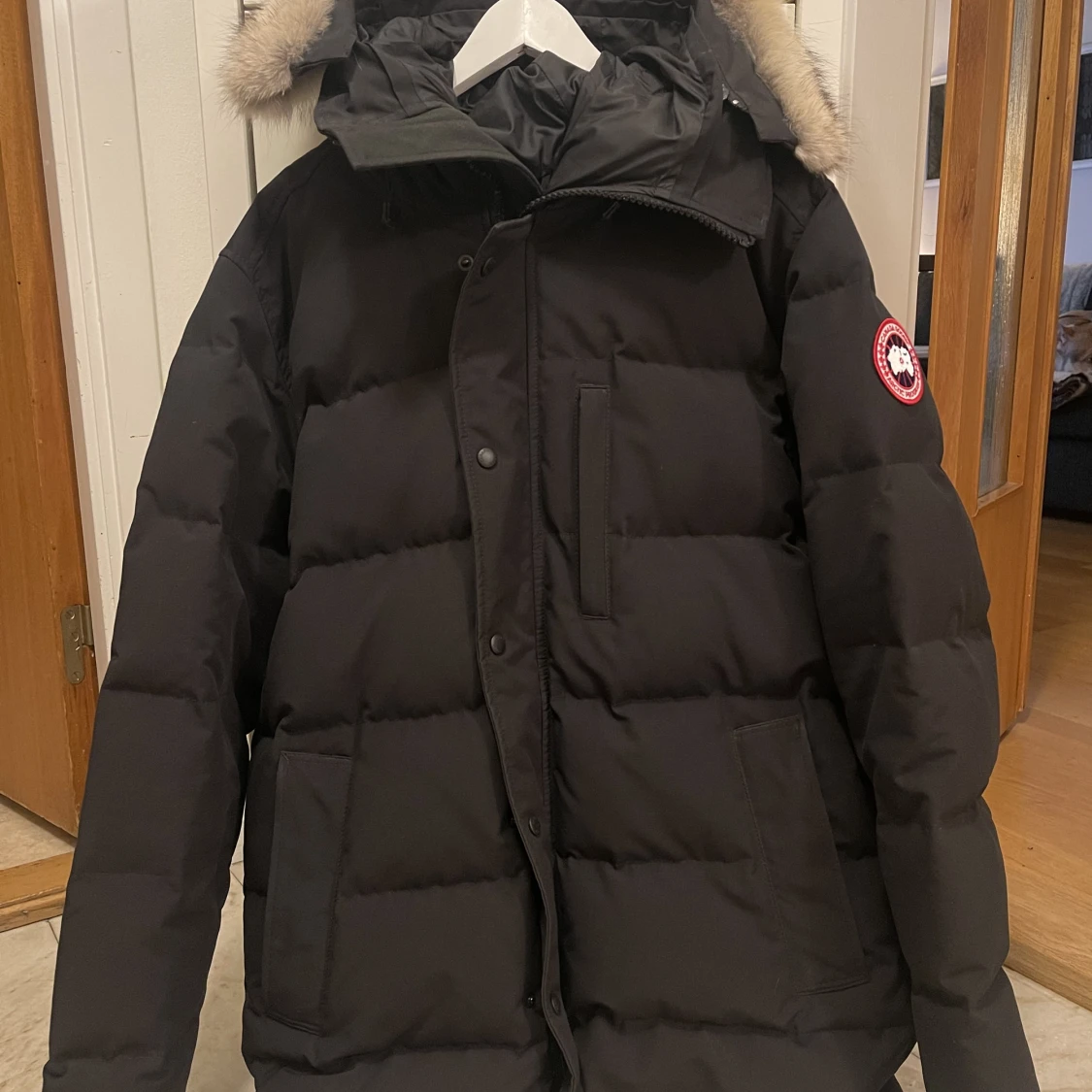 Canada goose 