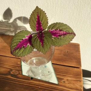 Palettblad China Rose  - A China Rose for my love ❤️🌹❤️  Stickling av palettblad av sorten China rose, en perfekt gåva till Alla-hjärtans-dag!!  Sticklingen är rotad så att den klarar frakten men det bästa är såklart om du hämtar upp den i Malmö 😊 