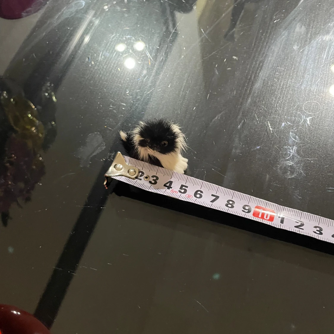 Söt svartvit päls katt - 4