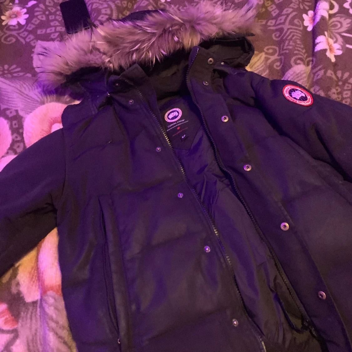 Canada goose  - 90