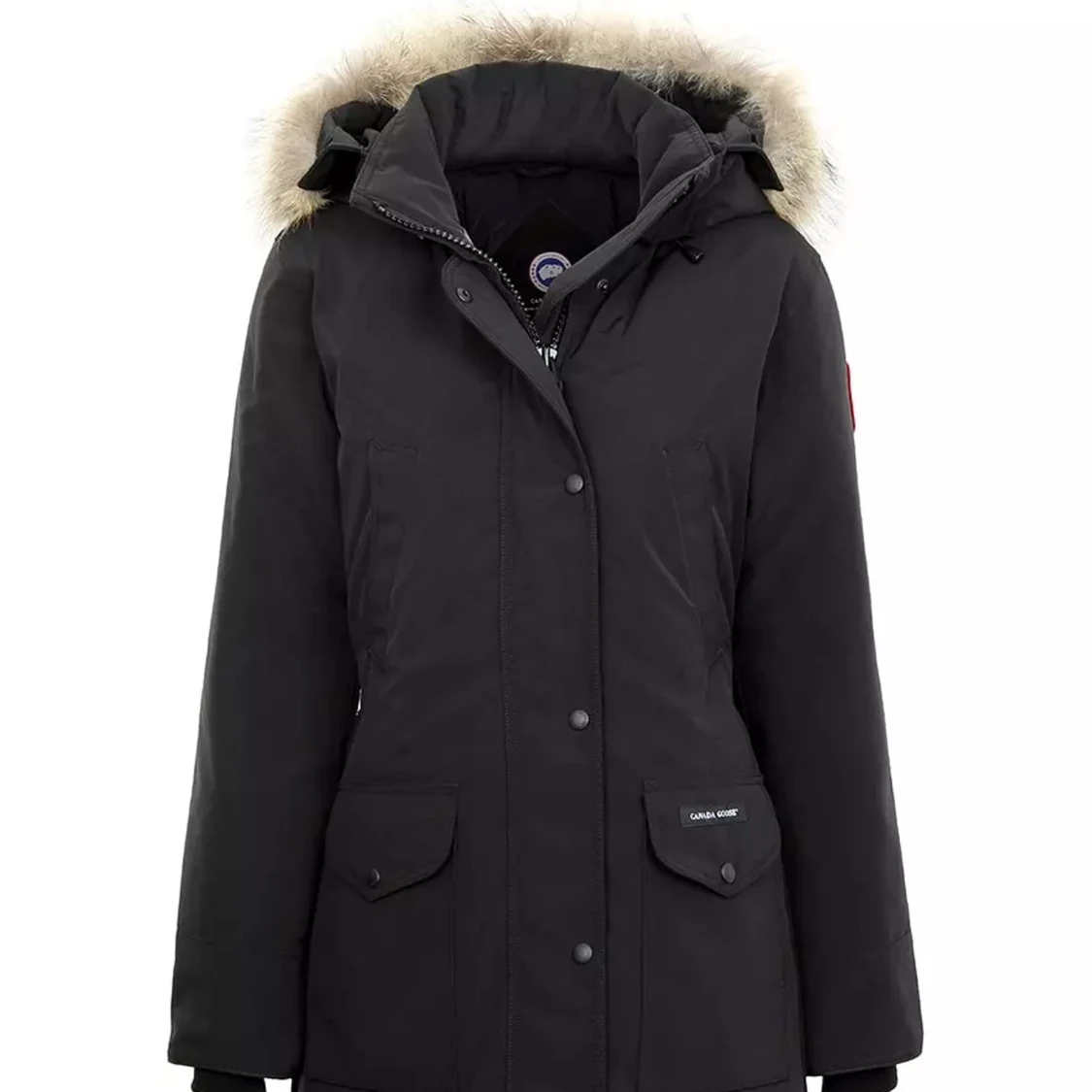 Canada goose - 90