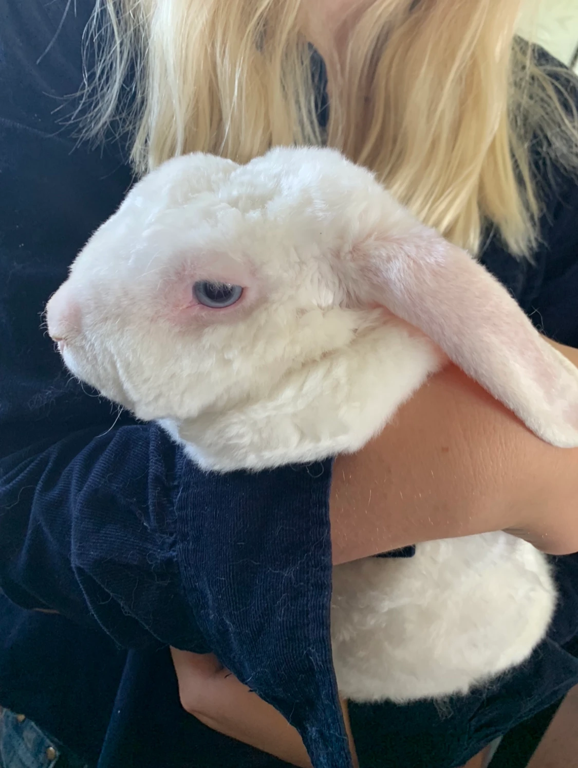 Säljer mina gamla djur 🥹 - 90