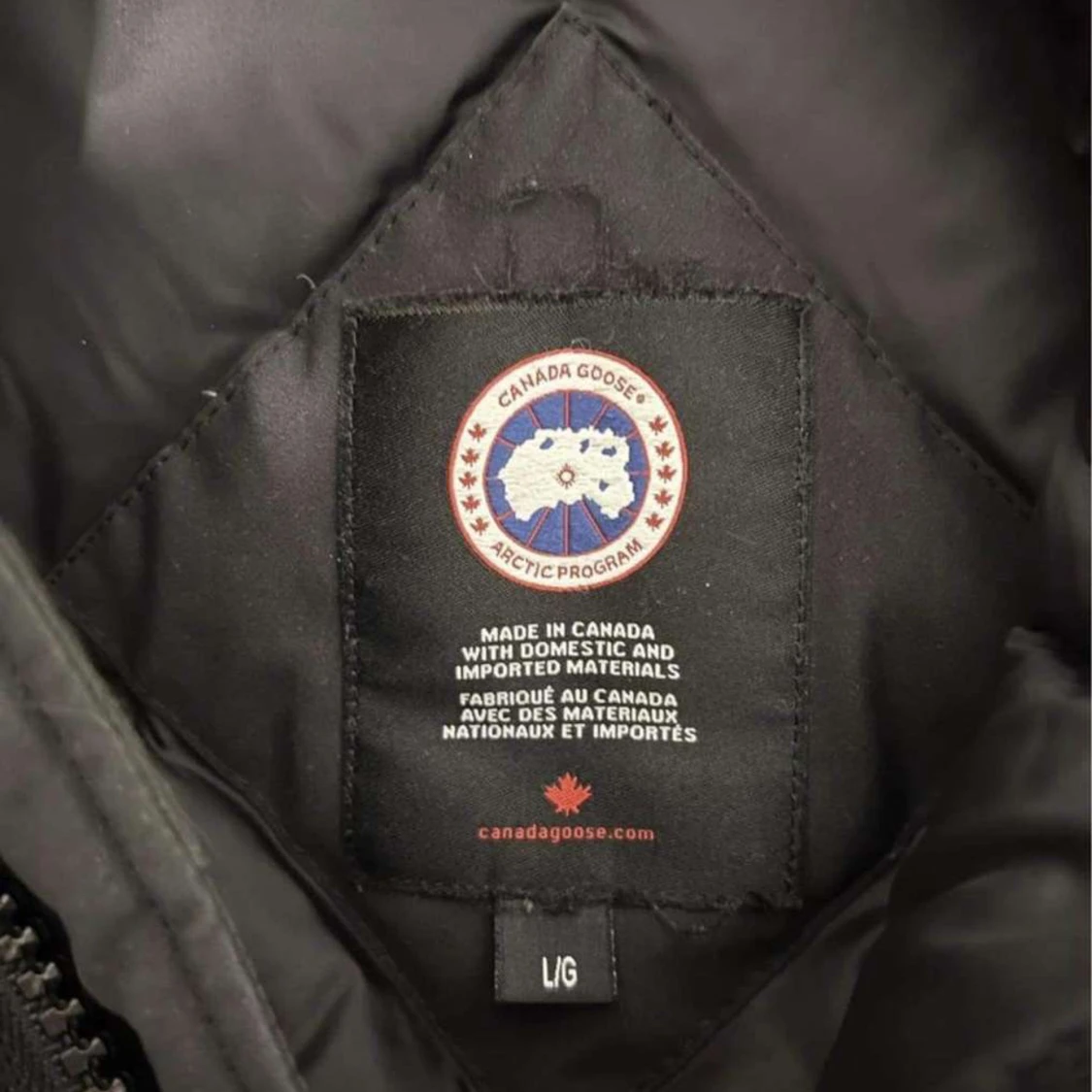 Canada goose - 91
