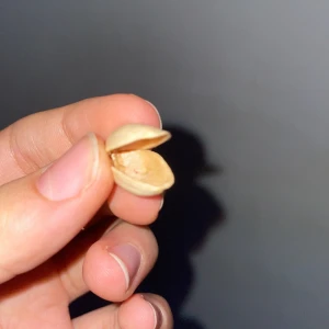 Tom pistasch nöt - En tom pistasch nöt