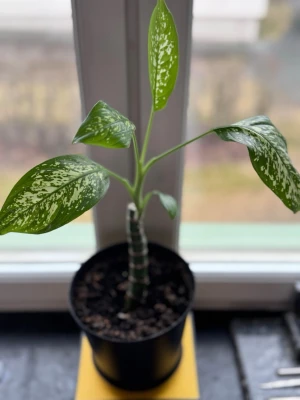 Grönvit prickig krukväxt Prickblad (Dieffenbachia - Säljer en snygg grön växt med vita prickar på bladen. Växten har ett upprättväxande, lite tjockare stam och sitter i en enkel svart plastkruka. Perfekt som inredningsdetalj i fönstret eller på skrivbordet. Lättskött och dekorativ med sina unika blad.