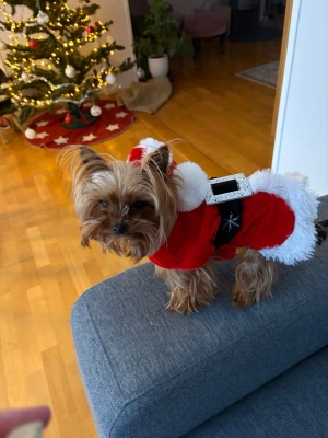 Röd tomteväst för hund - Säljer en gullig röd tomteväst för hund med vit fluffig kant och svart bälte med silverfärgat spänne. Perfekt för att ge din hund julkänsla! Västen har en klassisk tomtedesign och passar mindre hundar.