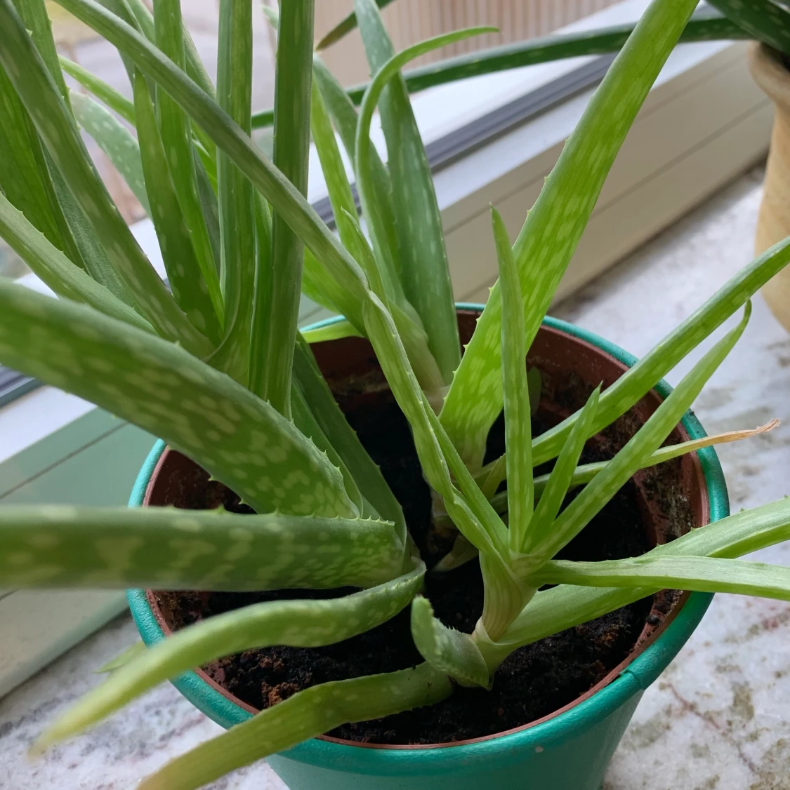 Aloe Vera planta - 90