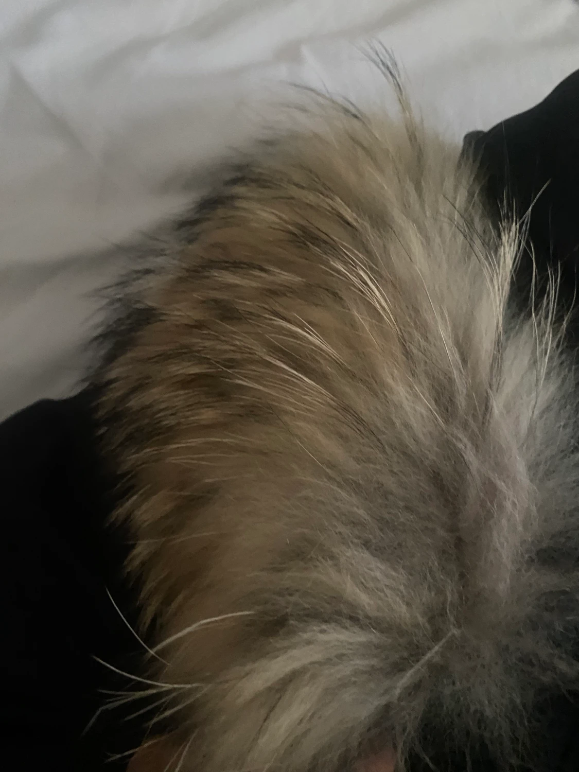 Hollies vinter jacka - 90