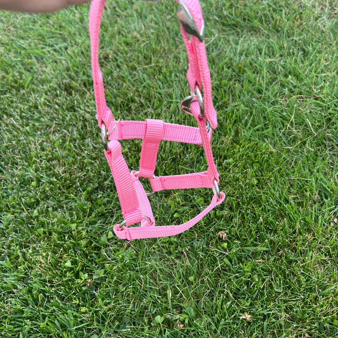 Två stycken rosa käpphästgrimmor.  - 1