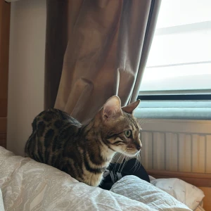 Hijab för Bettan  - 3 hijab för Bettan