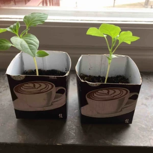  - Chiliplanta ”Jamaican Bell”, hämtas i Kåbo, Uppsala :)